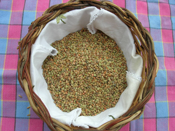 lenticchia bio