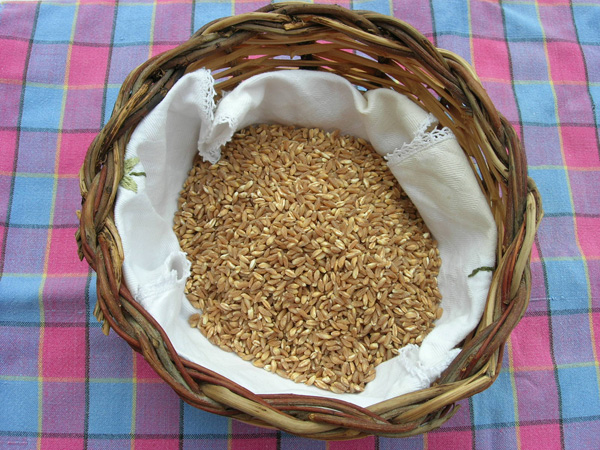 farro bio
