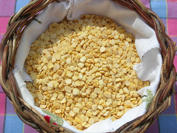 cicerchia